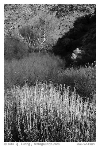 Riparian vegetation in winter, Big Morongo Canyon Preserve. Sand to Snow National Monument, California, USA (black and white)