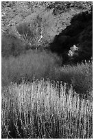 Riparian vegetation in winter, Big Morongo Canyon Preserve. Sand to Snow National Monument, California, USA ( black and white)