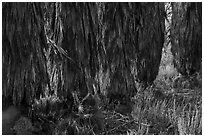 Trunks of palm trees, Big Morongo Canyon Preserve. Sand to Snow National Monument, California, USA ( black and white)
