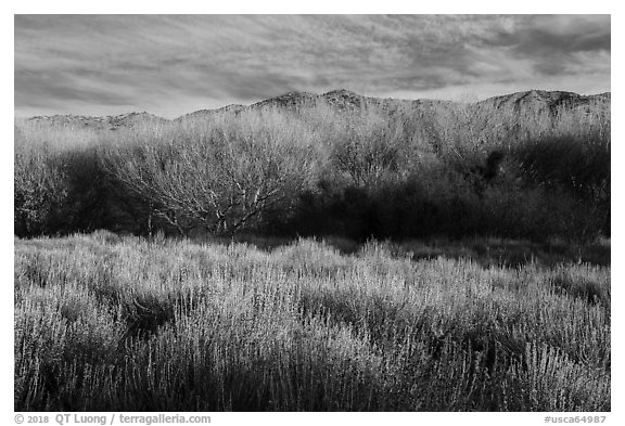 Goldenbush and bare trees in winter, Big Morongo Canyon Preserve. Sand to Snow National Monument, California, USA (black and white)
