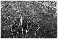Sycamores with fall foliage. Santa Rosa and San Jacinto Mountains National Monument, California, USA ( black and white)