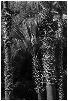 Palm trees. Santa Rosa and San Jacinto Mountains National Monument, California, USA ( black and white)