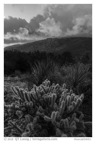 Cacti and Santa Rosa Mountains with clouds colored by sunrise. Santa Rosa and San Jacinto Mountains National Monument, California, USA (black and white)