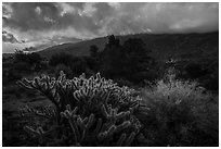 Cactus and Santa Rosa Mountains with sunrise clouds. Santa Rosa and San Jacinto Mountains National Monument, California, USA ( black and white)