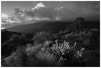 Cactus, Pinyon pines and Santa Rosa Mountains. Santa Rosa and San Jacinto Mountains National Monument, California, USA ( black and white)