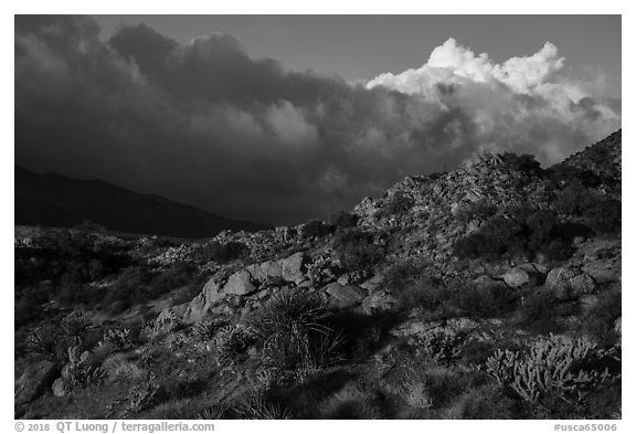Desert plants and early morning storm clouds. Santa Rosa and San Jacinto Mountains National Monument, California, USA (black and white)
