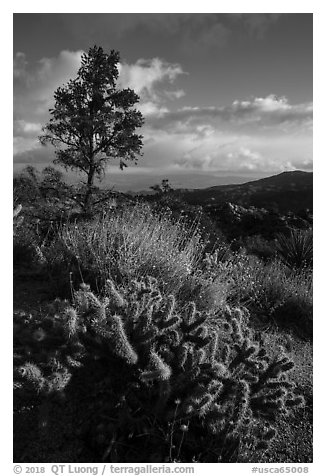 Cactus and pinyon pine near Cahuilla Tewanet Vista overlook. Santa Rosa and San Jacinto Mountains National Monument, California, USA (black and white)