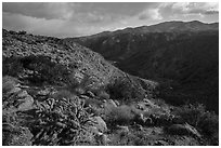 Desert plants and Deep Canyon. Santa Rosa and San Jacinto Mountains National Monument, California, USA ( black and white)