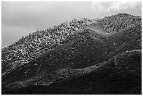 Ridge with snow-covered pines, Santa Rosa Mountains. Santa Rosa and San Jacinto Mountains National Monument, California, USA ( black and white)