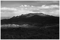 Pine forest and Santa Rosa Mountains. Santa Rosa and San Jacinto Mountains National Monument, California, USA ( black and white)