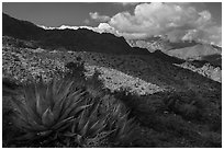 Agave and Santa Rosa Mountains. Santa Rosa and San Jacinto Mountains National Monument, California, USA ( black and white)