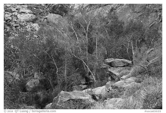 Trees in creek bed with remnants of autumn foliage, Tahquitz Canyon, Palm Springs. Santa Rosa and San Jacinto Mountains National Monument, California, USA (black and white)