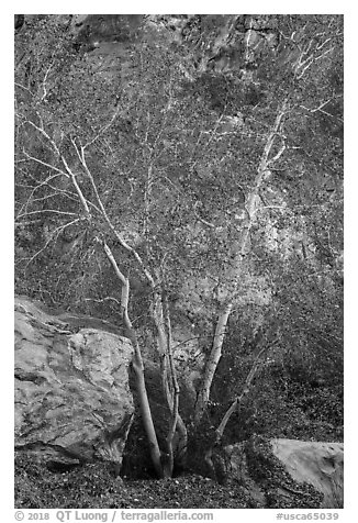Trees and rocks, Tahquitz Canyon, Palm Springs. Santa Rosa and San Jacinto Mountains National Monument, California, USA (black and white)