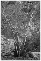 Trees and rocks, Tahquitz Canyon, Palm Springs. Santa Rosa and San Jacinto Mountains National Monument, California, USA ( black and white)