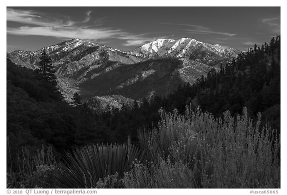 Desert shrubs, pine forests, and  Mount San Antonio from Vincent Gap. San Gabriel Mountains National Monument, California, USA (black and white)