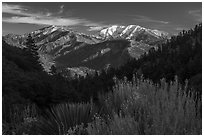 Desert shrubs, pine forests, and  Mount San Antonio from Vincent Gap. San Gabriel Mountains National Monument, California, USA ( black and white)