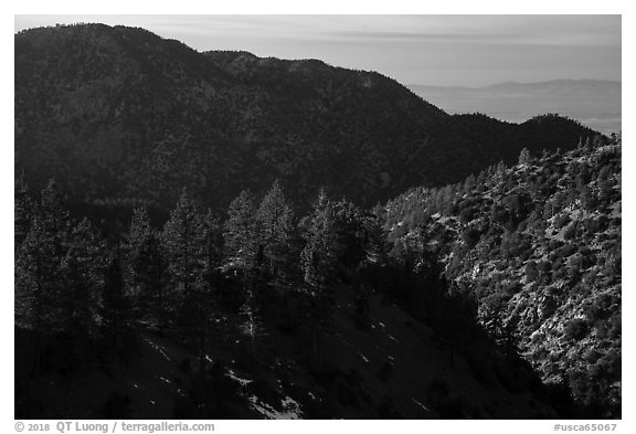 Pine trees and ridges. San Gabriel Mountains National Monument, California, USA (black and white)