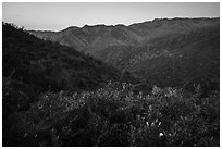 Wildflowers above Cold Canyon at dusk. Berryessa Snow Mountain National Monument, California, USA ( black and white)