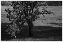Oak and wildflower covered meadow, Knoxville Wildlife Area. Berryessa Snow Mountain National Monument, California, USA ( black and white)