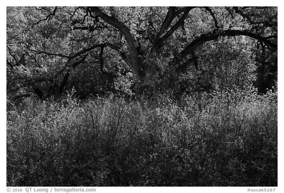 Backlit oak tree in the spring. Berryessa Snow Mountain National Monument, California, USA (black and white)