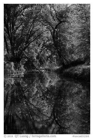 Trees and reflections in Eticuera Creek. Berryessa Snow Mountain National Monument, California, USA (black and white)
