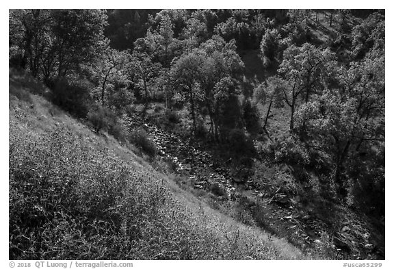 Wildflowers above Eticuera Creek. Berryessa Snow Mountain National Monument, California, USA (black and white)