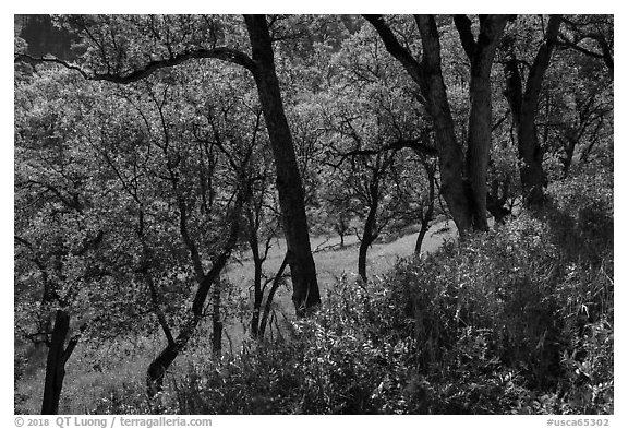 Wildflowers and oak trees in spring. Berryessa Snow Mountain National Monument, California, USA (black and white)