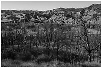 Charred trees and eroded hills, Cache Creek Wilderness. Berryessa Snow Mountain National Monument, California, USA ( black and white)
