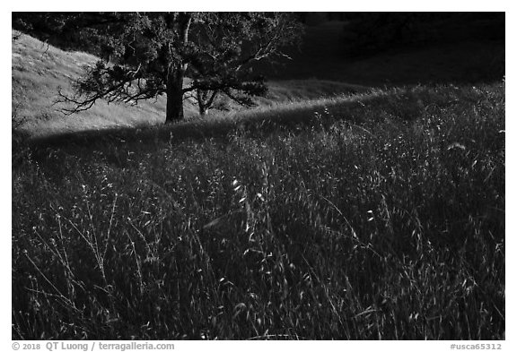 Grasses and oak trees, Cache Creek Wilderness. Berryessa Snow Mountain National Monument, California, USA (black and white)