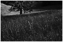 Grasses and oak trees, Cache Creek Wilderness. Berryessa Snow Mountain National Monument, California, USA ( black and white)