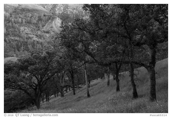 Blue Oaks on steep slope, Cache Creek Wilderness. Berryessa Snow Mountain National Monument, California, USA (black and white)