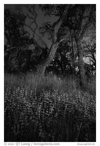 Lupine and oaks at night, Cache Creek Wilderness. Berryessa Snow Mountain National Monument, California, USA (black and white)