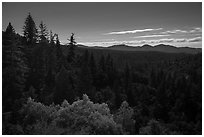 Fir forest at night. Berryessa Snow Mountain National Monument, California, USA ( black and white)