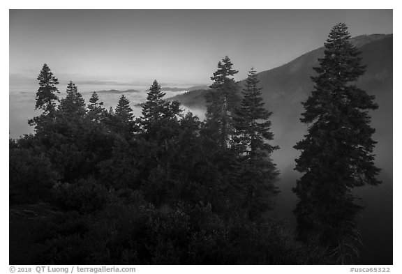 Pine trees above fog, Snow Mountain Wilderness. Berryessa Snow Mountain National Monument, California, USA (black and white)