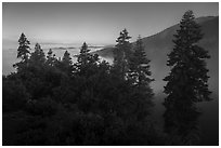 Pine trees above fog, Snow Mountain Wilderness. Berryessa Snow Mountain National Monument, California, USA ( black and white)