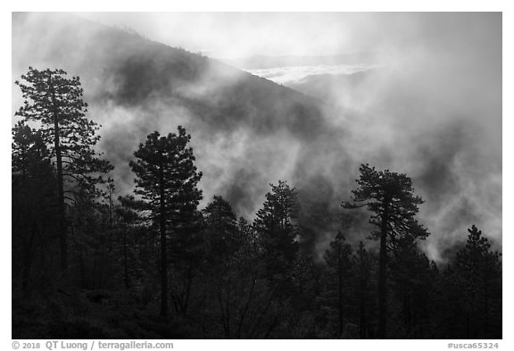 Trees, lifting clouds, and ridges, Snow Mountain. Berryessa Snow Mountain National Monument, California, USA (black and white)