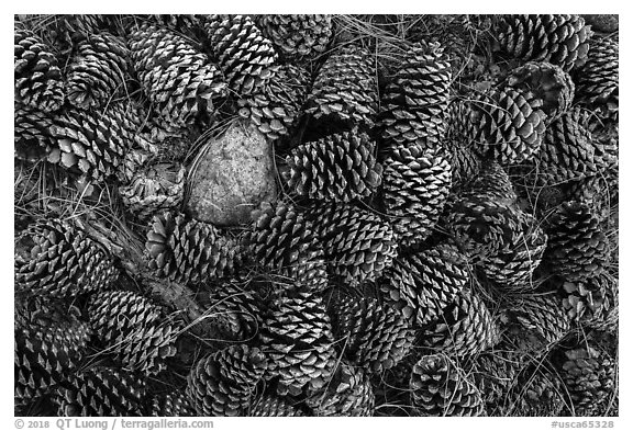 Close-up of pine cones, Snow Mountain Wilderness. Berryessa Snow Mountain National Monument, California, USA (black and white)