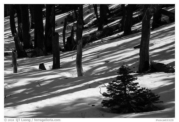Shadows in snowy forest, Snow Mountain Wilderness. Berryessa Snow Mountain National Monument, California, USA (black and white)