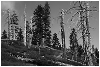 Silvery grove of recently fire-killed firs, Snow Mountain Wilderness. Berryessa Snow Mountain National Monument, California, USA ( black and white)
