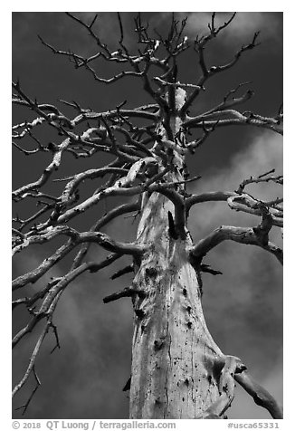 Fir skeleton, Snow Mountain Wilderness. Berryessa Snow Mountain National Monument, California, USA (black and white)