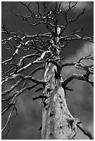 Fir skeleton, Snow Mountain Wilderness. Berryessa Snow Mountain National Monument, California, USA ( black and white)