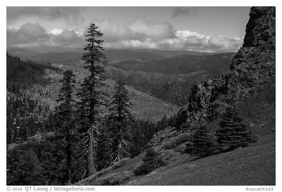 Pines and rocks, Snow Mountain Wilderness. Berryessa Snow Mountain National Monument, California, USA (black and white)