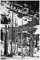 Tree skeletons and snow, Snow Mountain. Berryessa Snow Mountain National Monument, California, USA ( black and white)