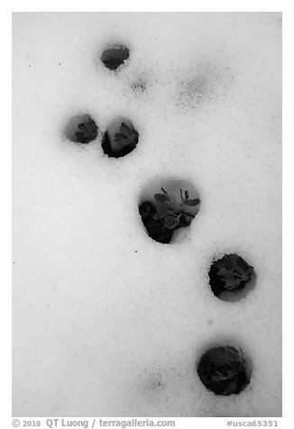 Plants emerging from snow, Snow Mountain Wilderness. Berryessa Snow Mountain National Monument, California, USA (black and white)
