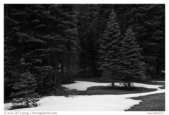 Red fir forest with patches of snow on ground, Snow Mountain. Berryessa Snow Mountain National Monument, California, USA (black and white)