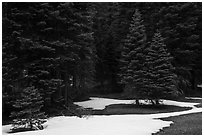 Red fir forest with patches of snow on ground, Snow Mountain. Berryessa Snow Mountain National Monument, California, USA ( black and white)