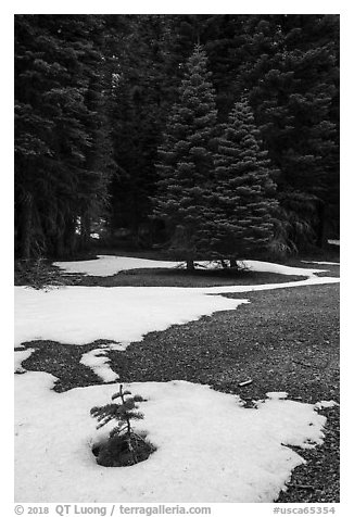 Fir sappling surrouned by snow patch, Snow Mountain Wilderness. Berryessa Snow Mountain National Monument, California, USA (black and white)