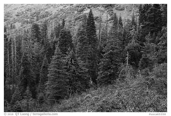 Firs and shrubs with autumn colors remnants, Snow Mountain. Berryessa Snow Mountain National Monument, California, USA (black and white)