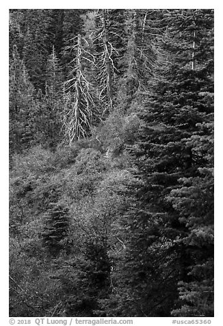 Firs and shrubs, Snow Mountain Wilderness. Berryessa Snow Mountain National Monument, California, USA (black and white)