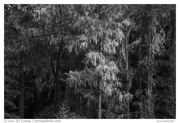 Trees drapped in moss near Bear Creek. Berryessa Snow Mountain National Monument, California, USA (black and white)